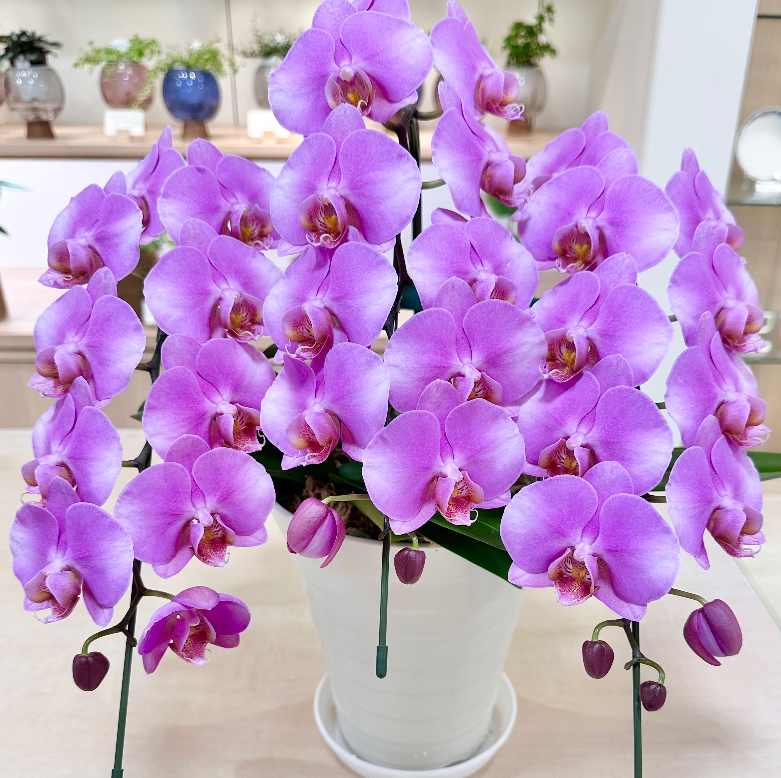 お祝い』に贈りたい胡蝶蘭の鉢植え | フィオーレ フェリーチェ